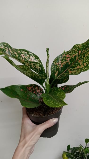 Аглаонема Пинк Леопард