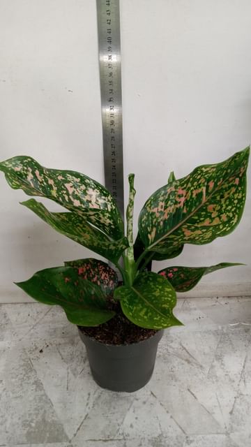 Аглаонема Пинк Леопард