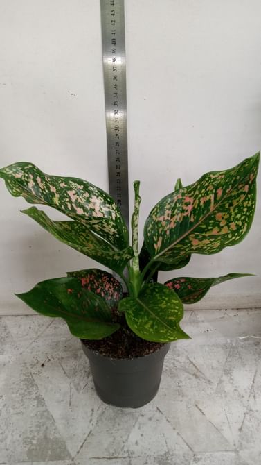 Аглаонема Пинк Леопард