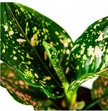 Аглаонема Пинк Леопард