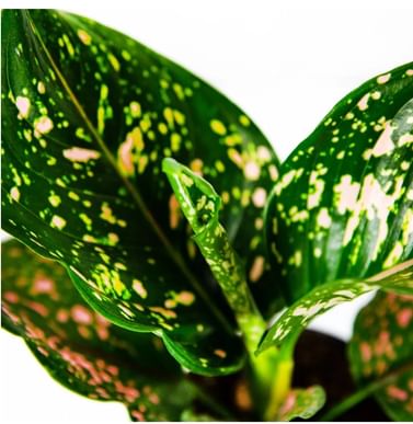 Аглаонема Пинк Леопард