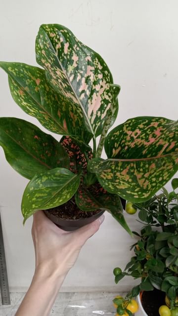 Аглаонема Пинк Леопард