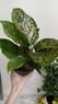 Аглаонема Пинк Леопард