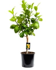 БЕРГАМОТ Citrus bergamia БЕРГАМОТ Citrus bergamia