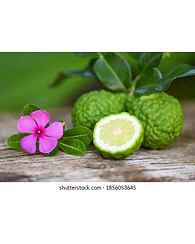 БЕРГАМОТ Citrus bergamia БЕРГАМОТ Citrus bergamia
