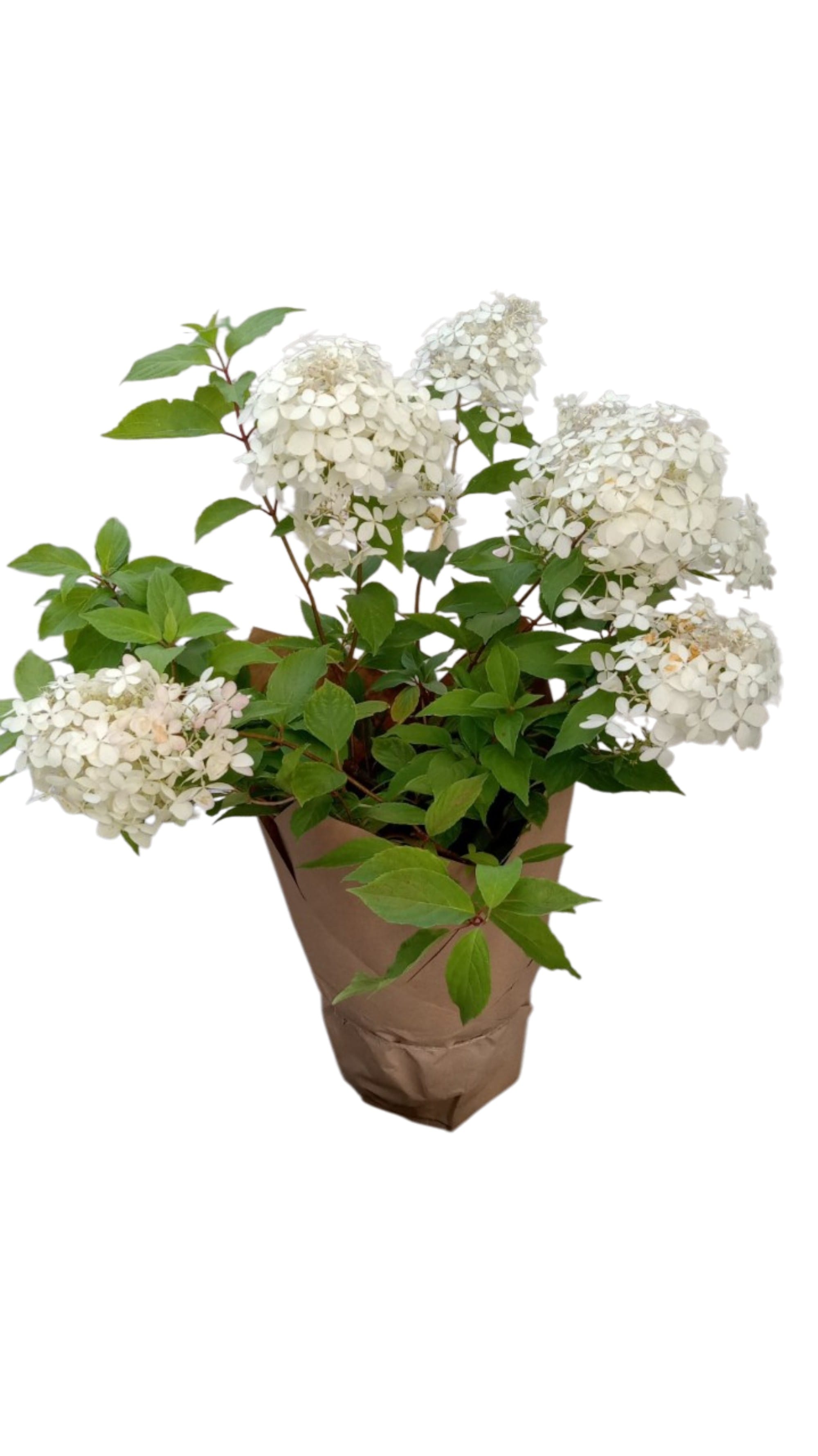 Гортензия Ванилла Фрэйз цветущая