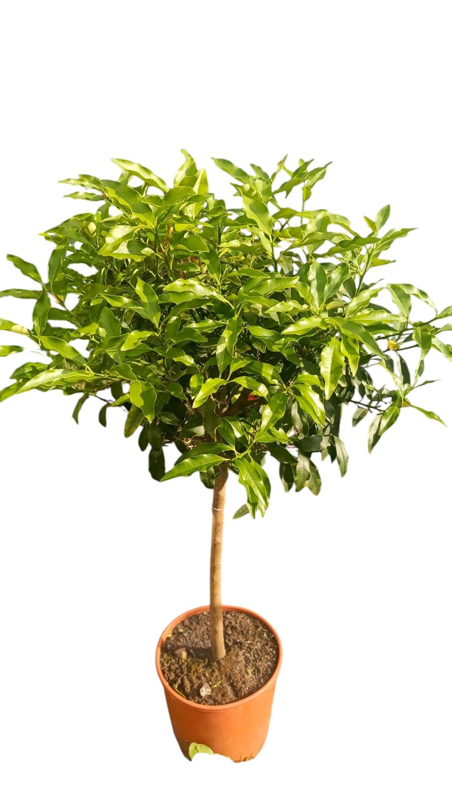 Кумкват большой без плодов