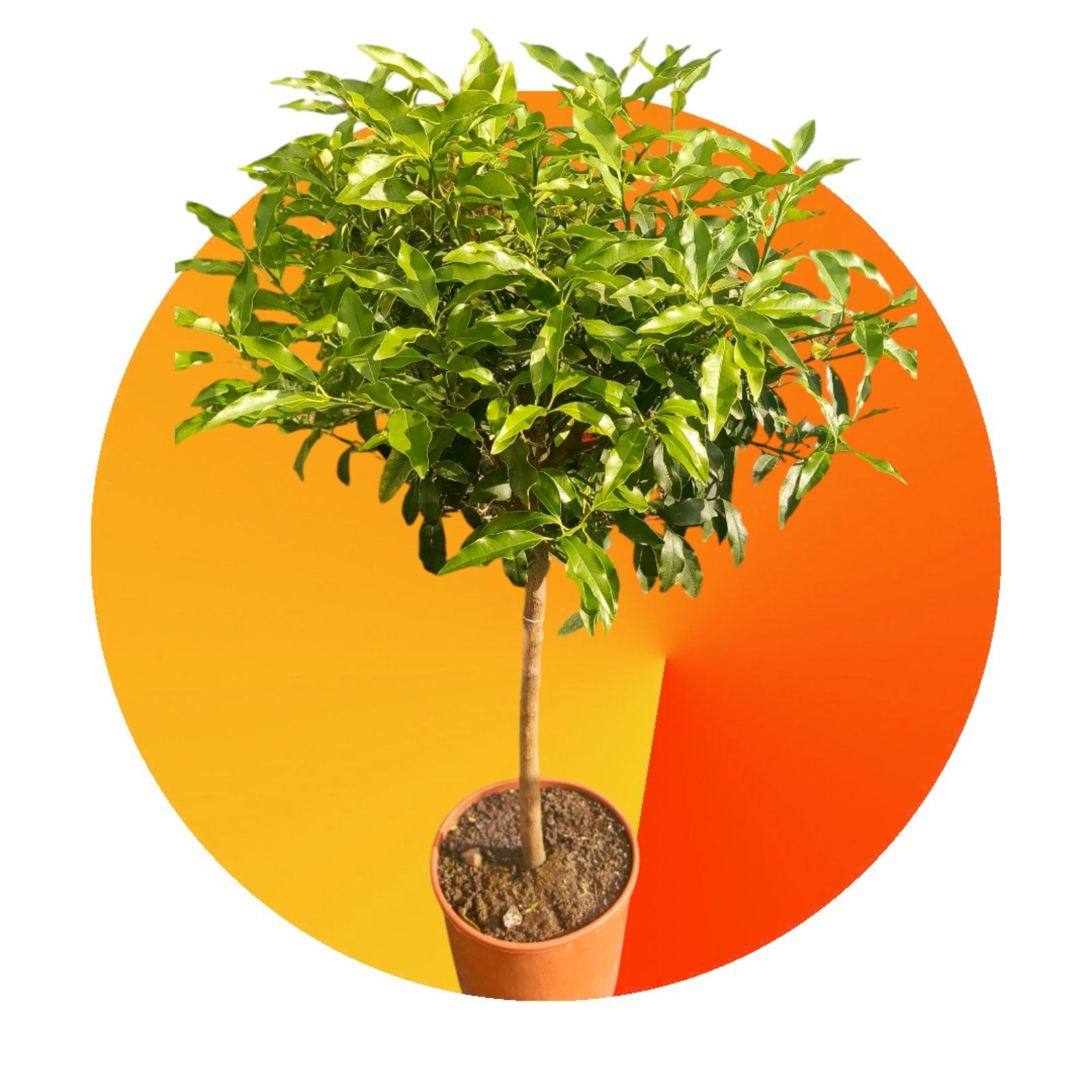 Кумкват большой без плодов