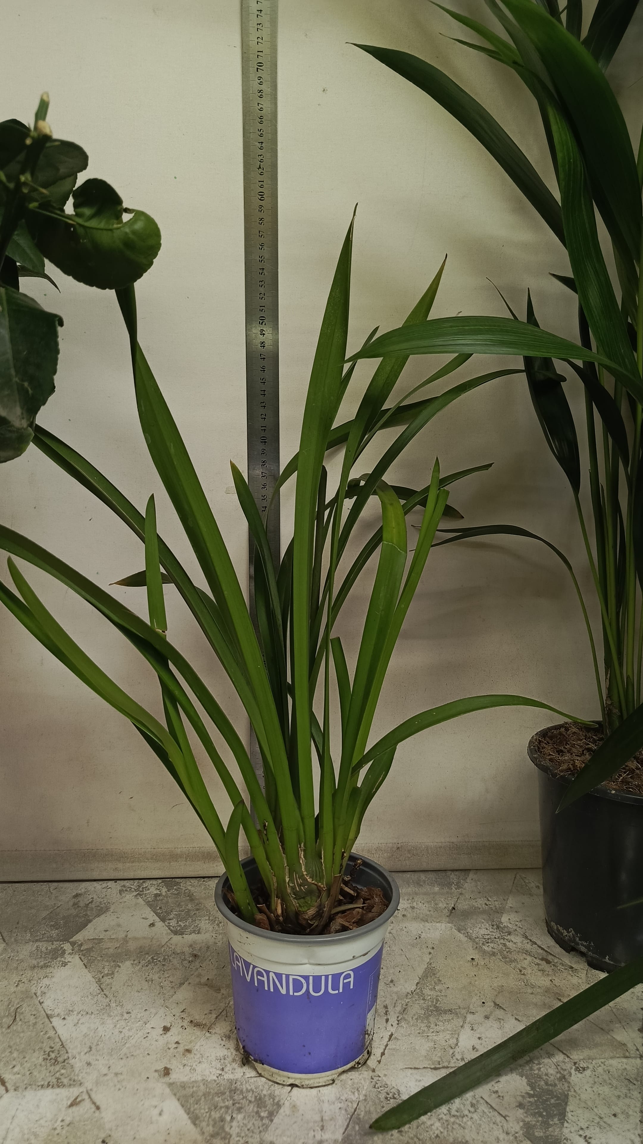 Цимбидиум орхидея НЕ ЦВЕТУЩИЙ, АКЦИЯ