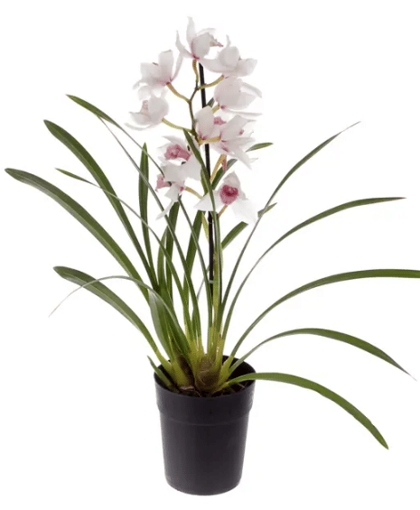 Цимбидиум орхидея НЕ ЦВЕТУЩИЙ, АКЦИЯ