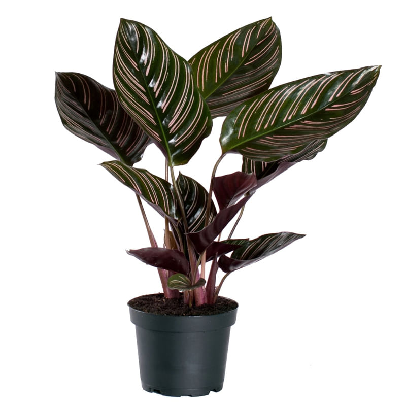 Калатея Орната