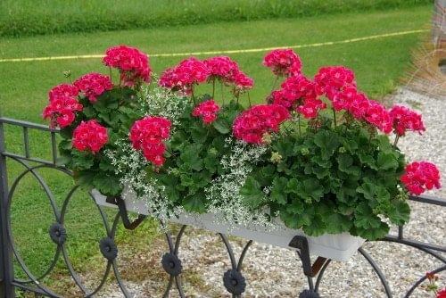 Пеларгония Хот пинк