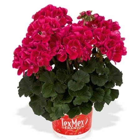 Пеларгония Хот пинк
