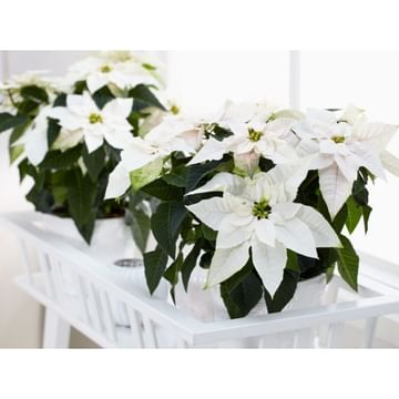 Пуансеттия Принцеттия эуфорбия