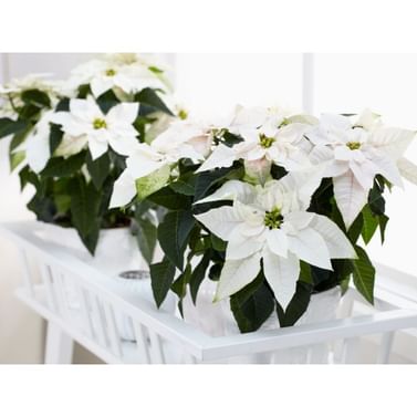 Пуансеттия Принцеттия эуфорбия