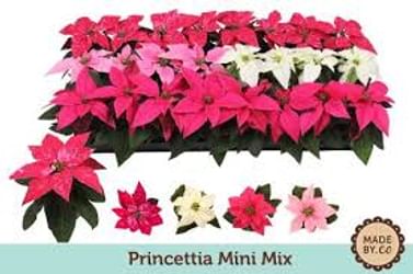 Пуансеттия Принцеттия эуфорбия