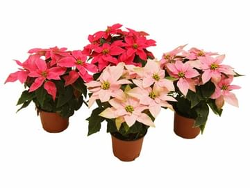 Пуансеттия Принцеттия эуфорбия