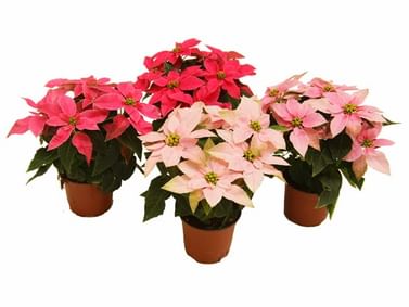 Пуансеттия Принцеттия эуфорбия