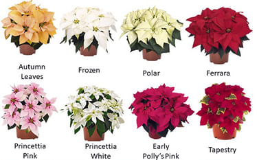 Пуансеттия Принцеттия эуфорбия