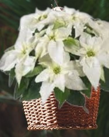 Пуансеттия Принцеттия эуфорбия