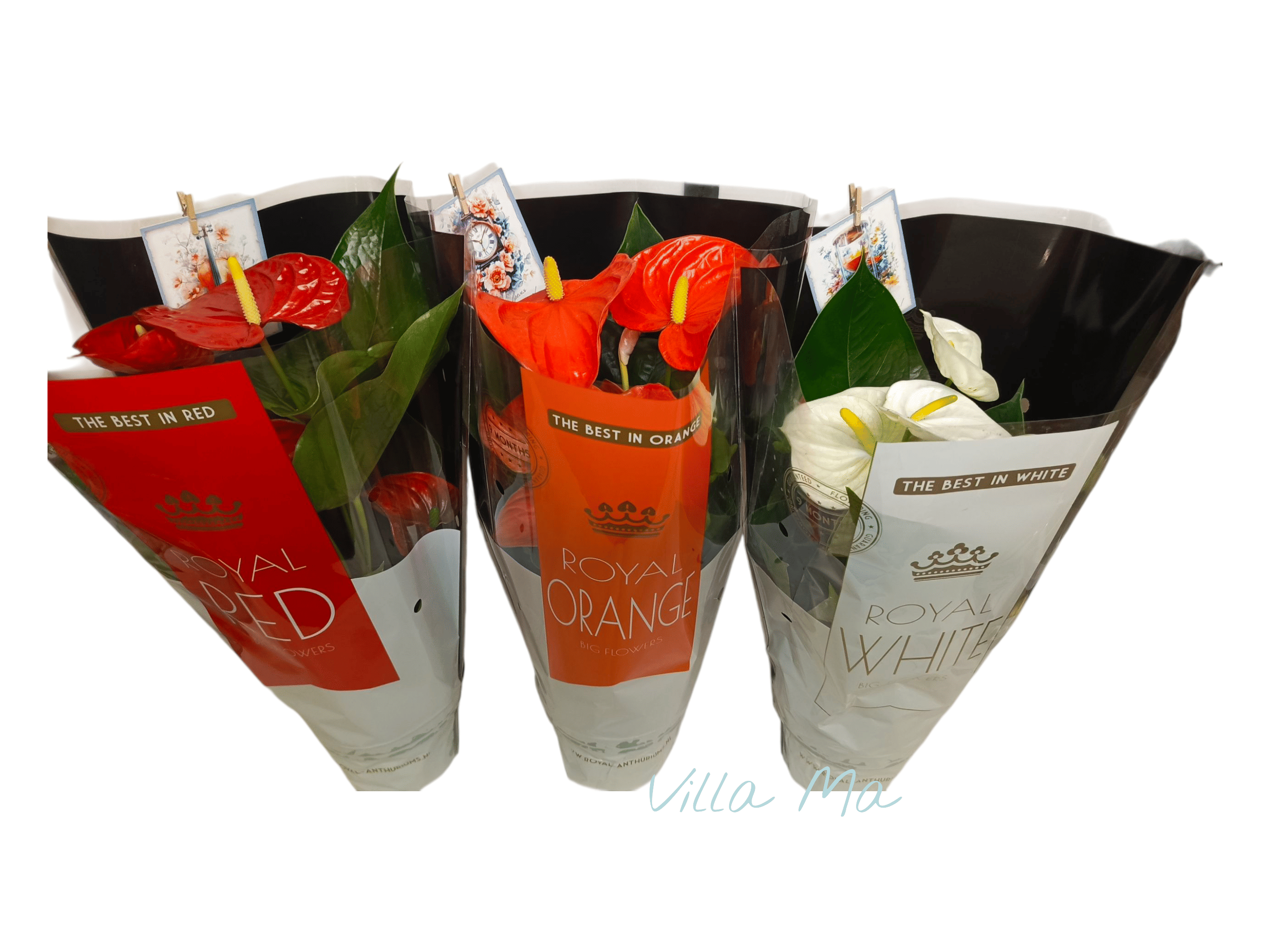 Антуриум Роял