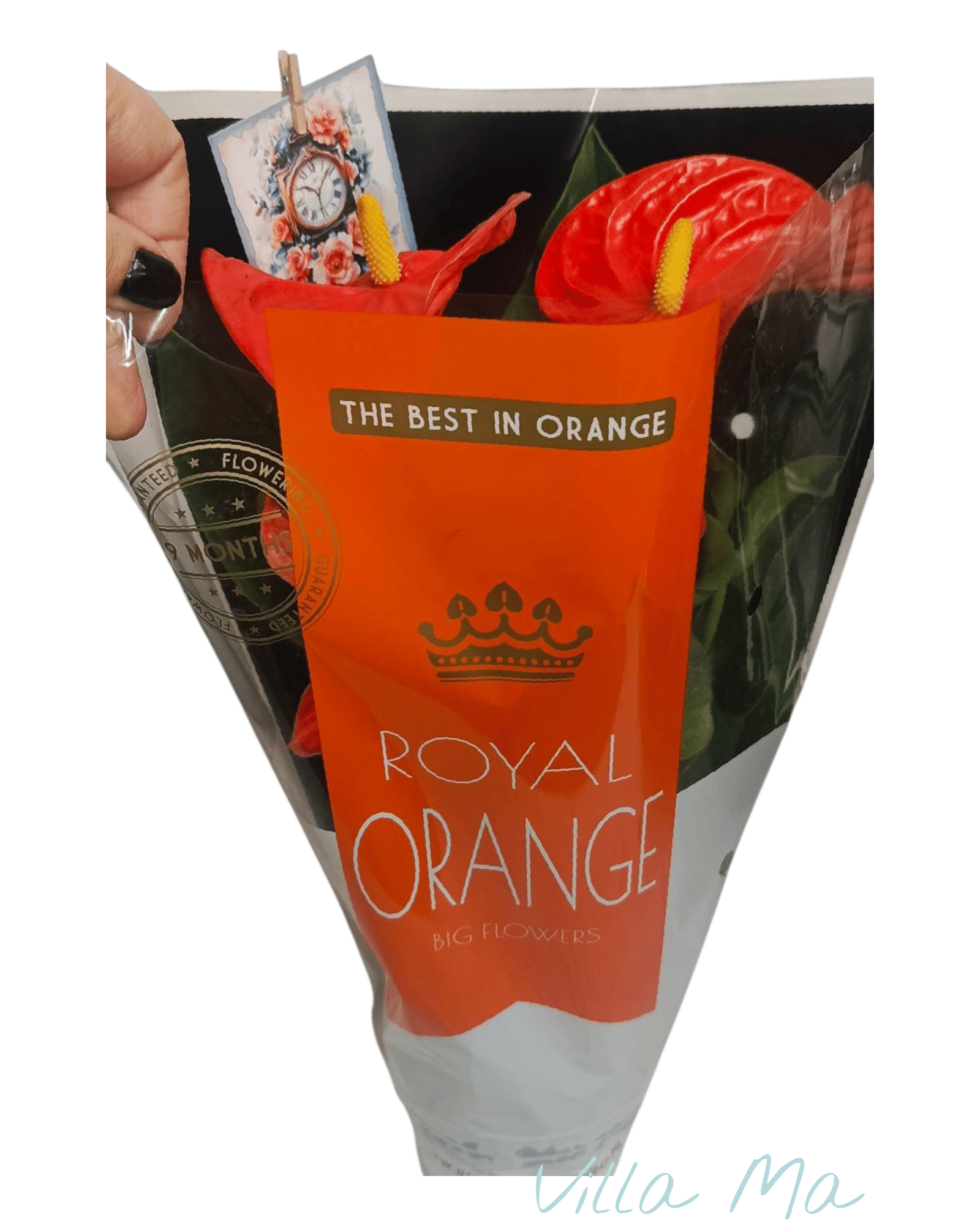 Антуриум Роял