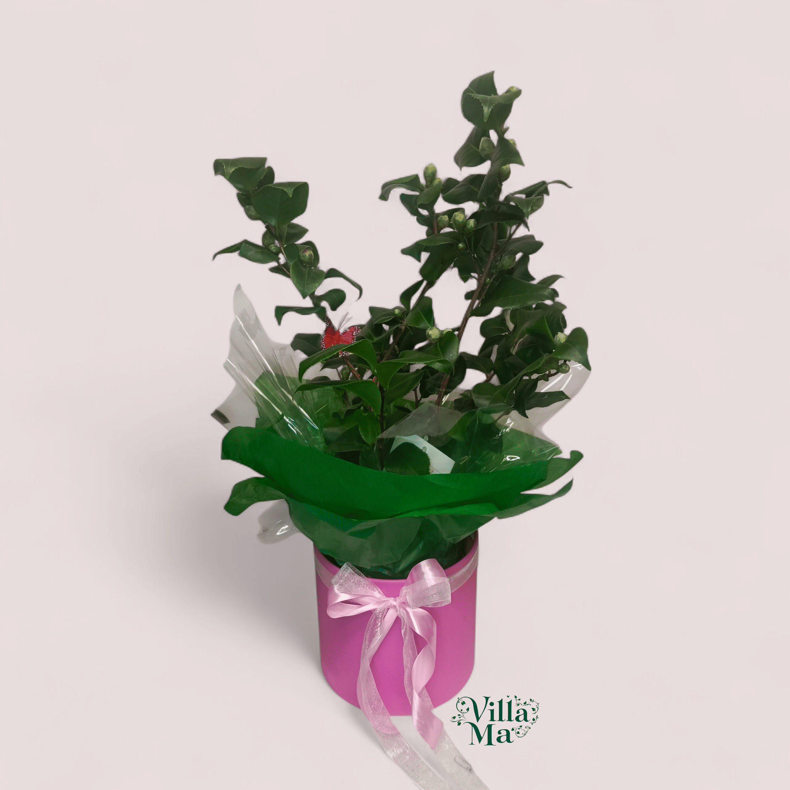 Букет камелия