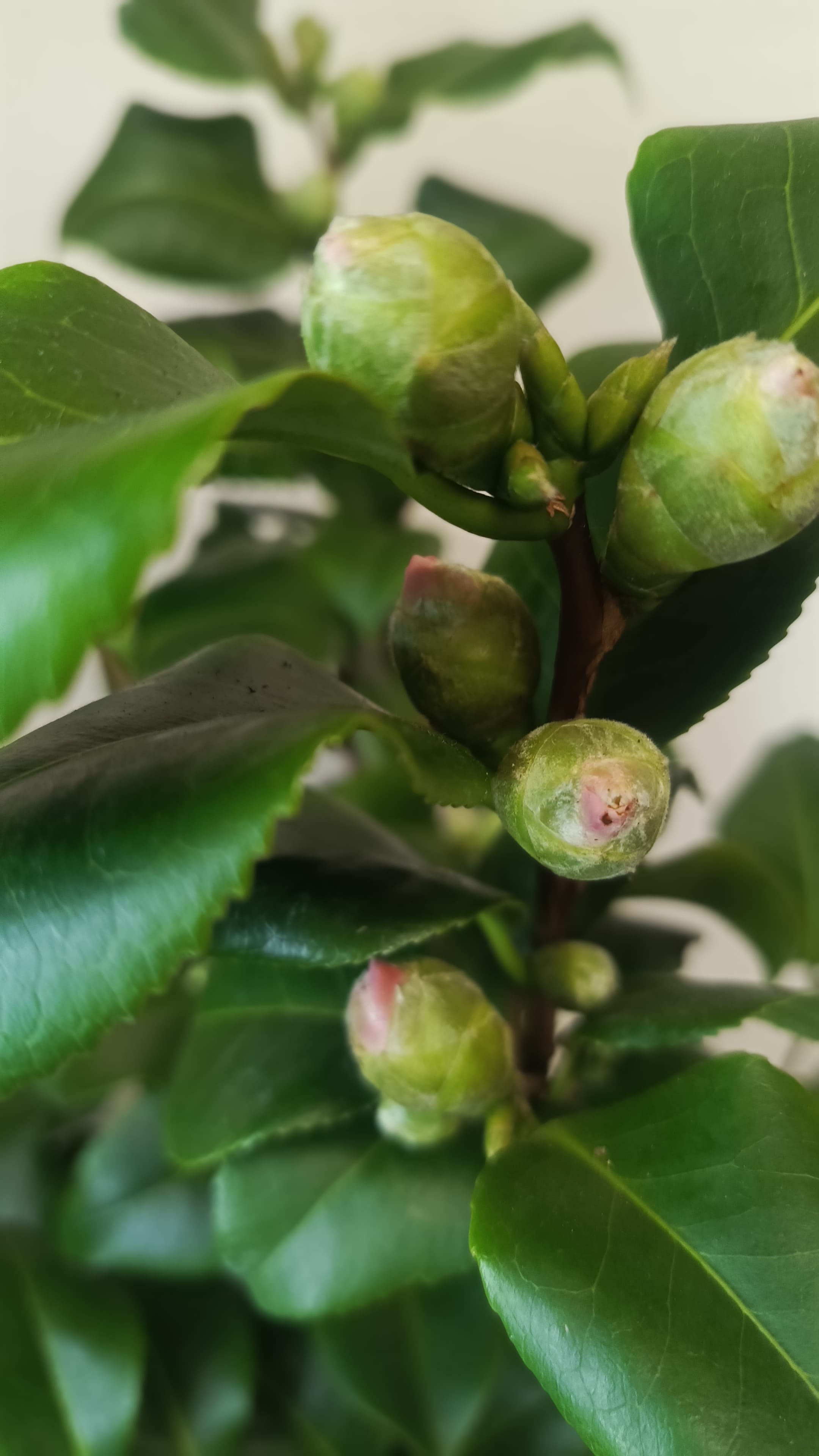 Букет камелия