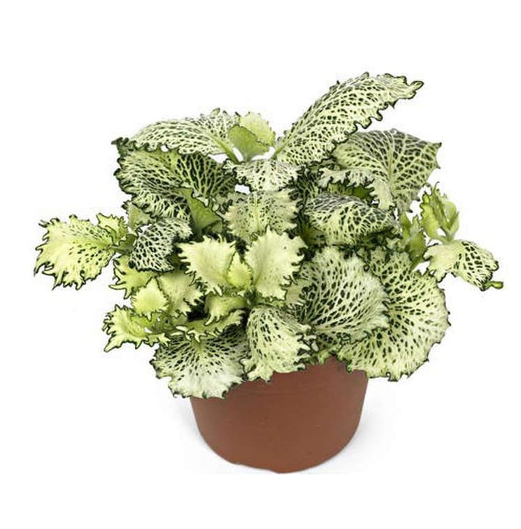 Фиттония белая Вайт Тигр