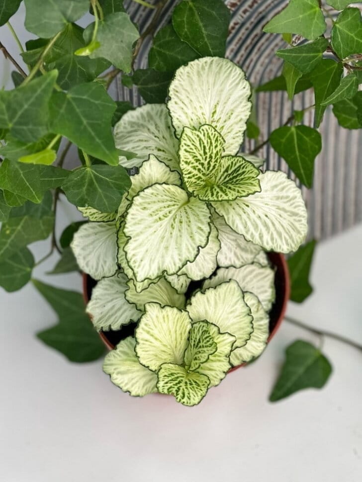 Фиттония белая Вайт Тигр