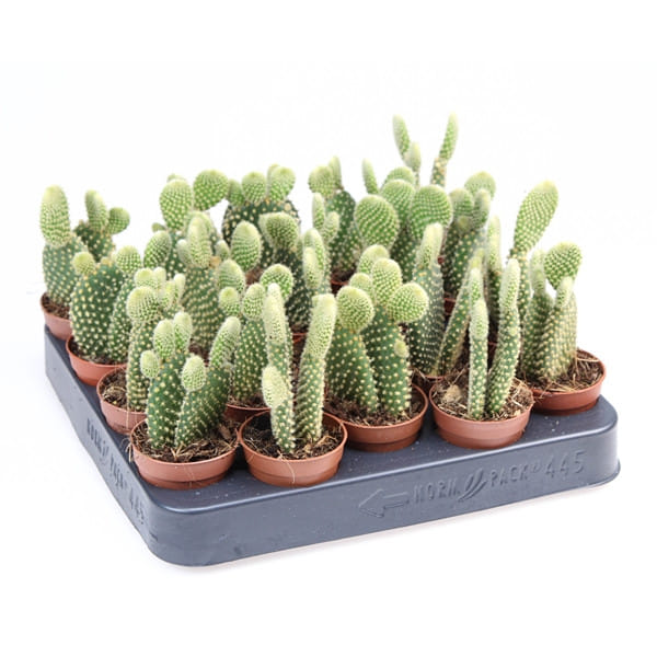 Опунция микродэйзис