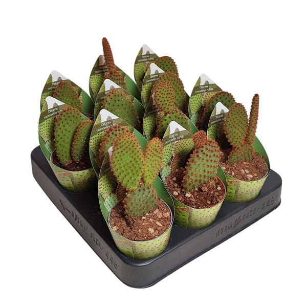 Опунция микродэйзис