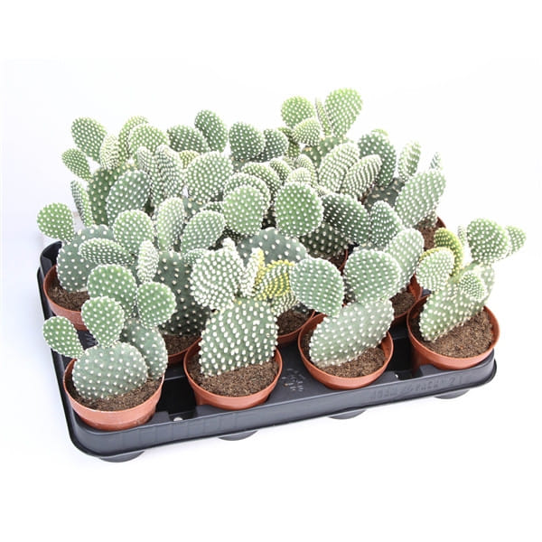 Опунция микродэйзис Альбата