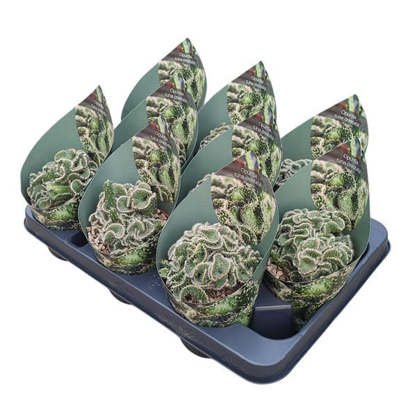 Опунция стелющаяся кристата