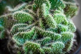 Опунция стелющаяся кристата