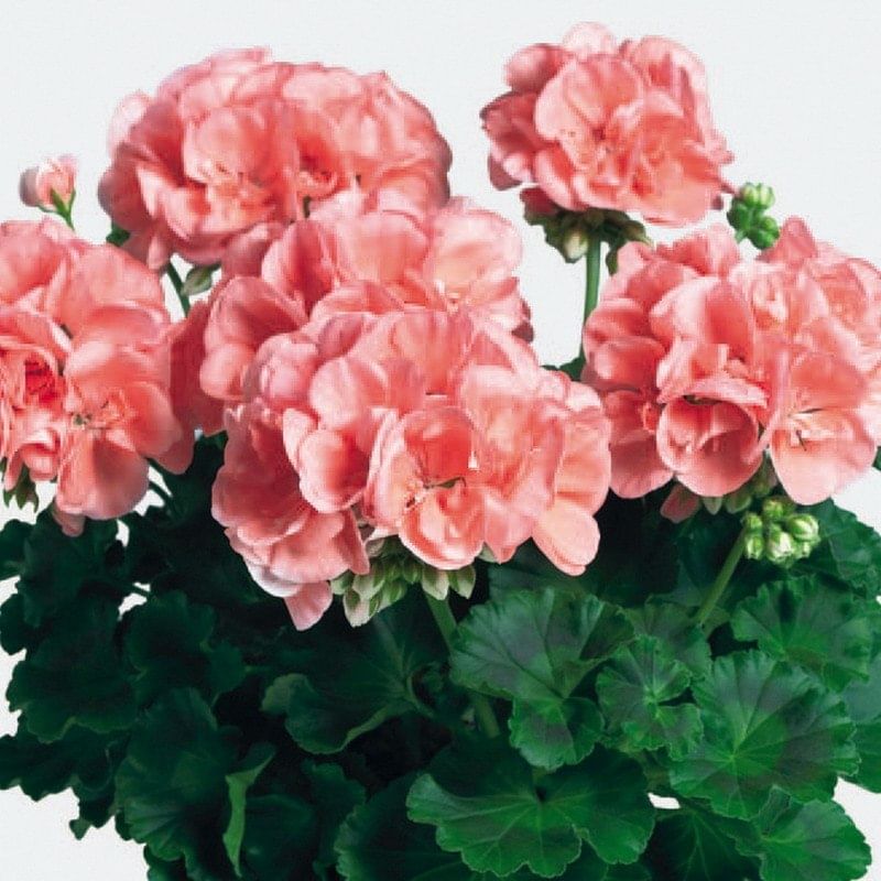 Пеларгония Сэрвивор Априкот