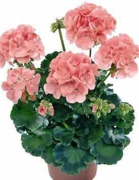 Пеларгония Сэрвивор Априкот