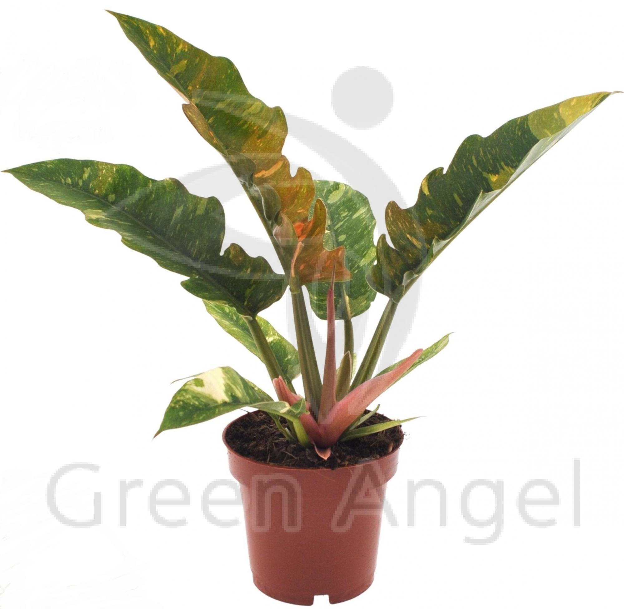 Филодендрон Нарроу Ринг оф файер