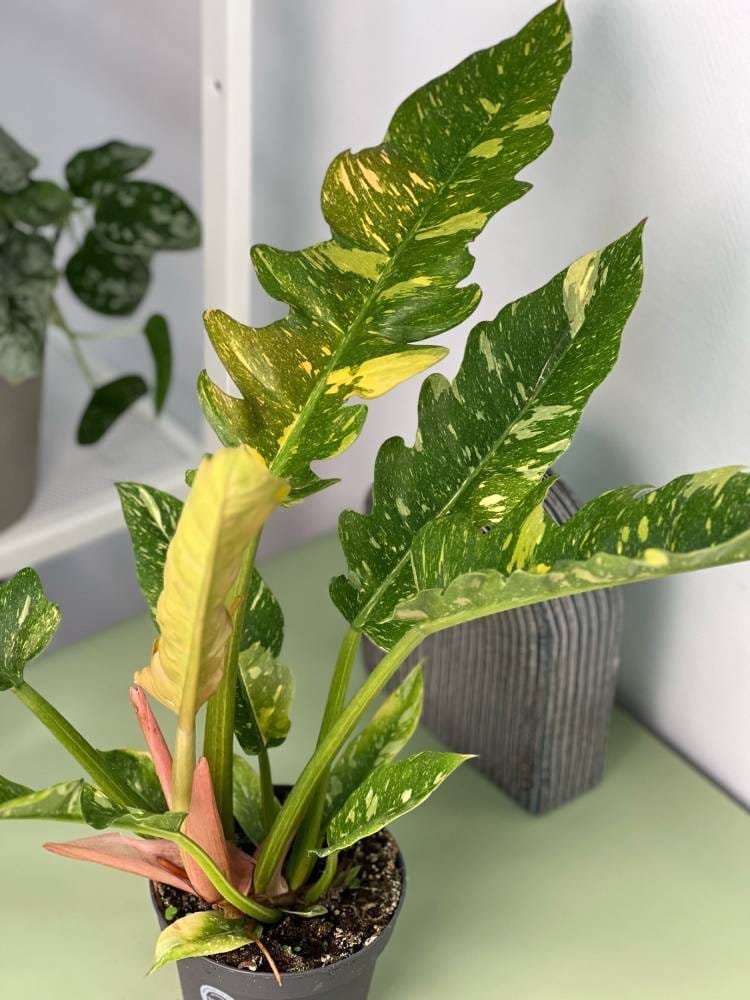 Филодендрон Нарроу Ринг оф файер