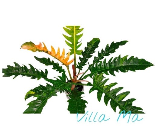 Филодендрон Нарроу Ринг оф файер