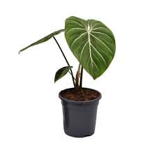 Филодендрон глориозум