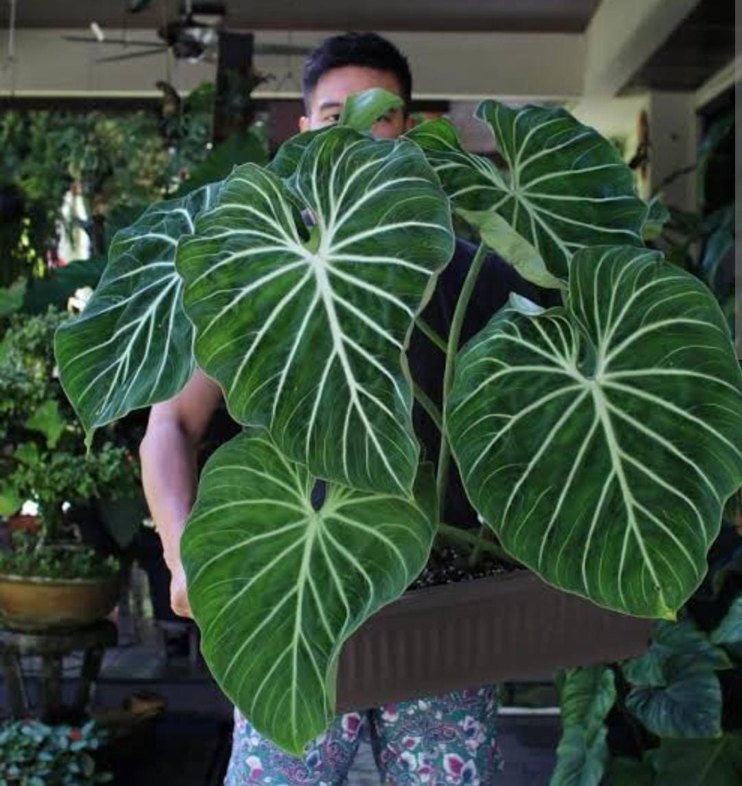 Филодендрон глориозум