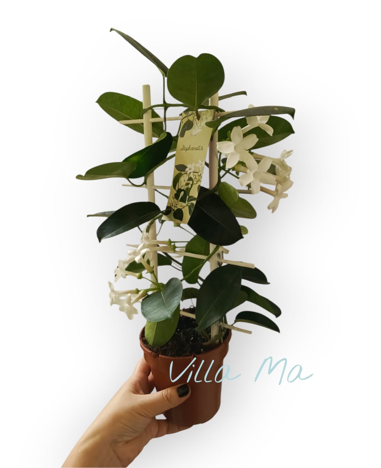 Стефанотис на решётке