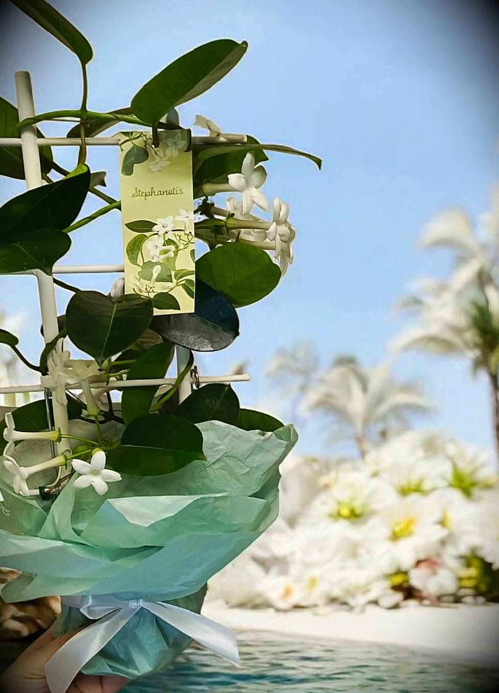 Стефанотис на решётке