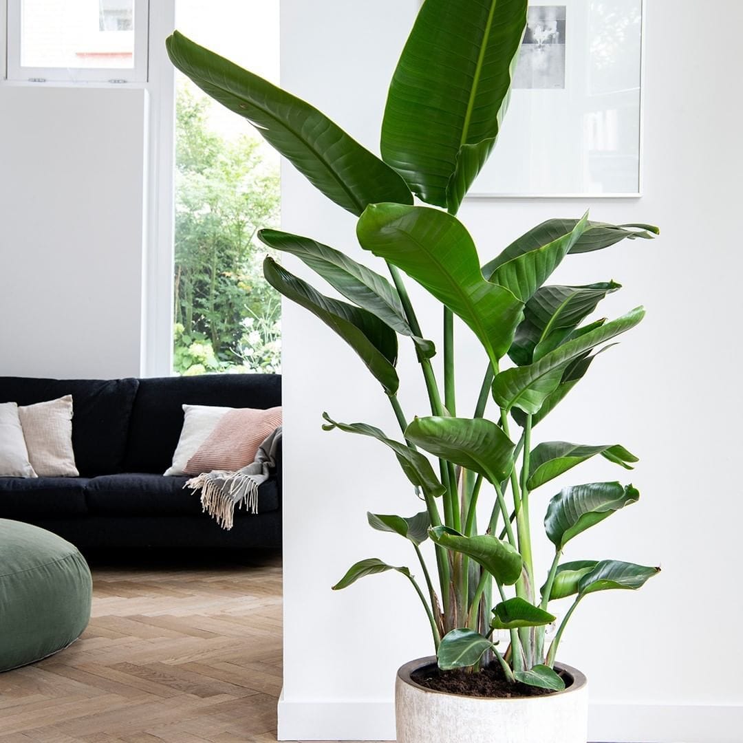 Стрелиция Николая Пальма