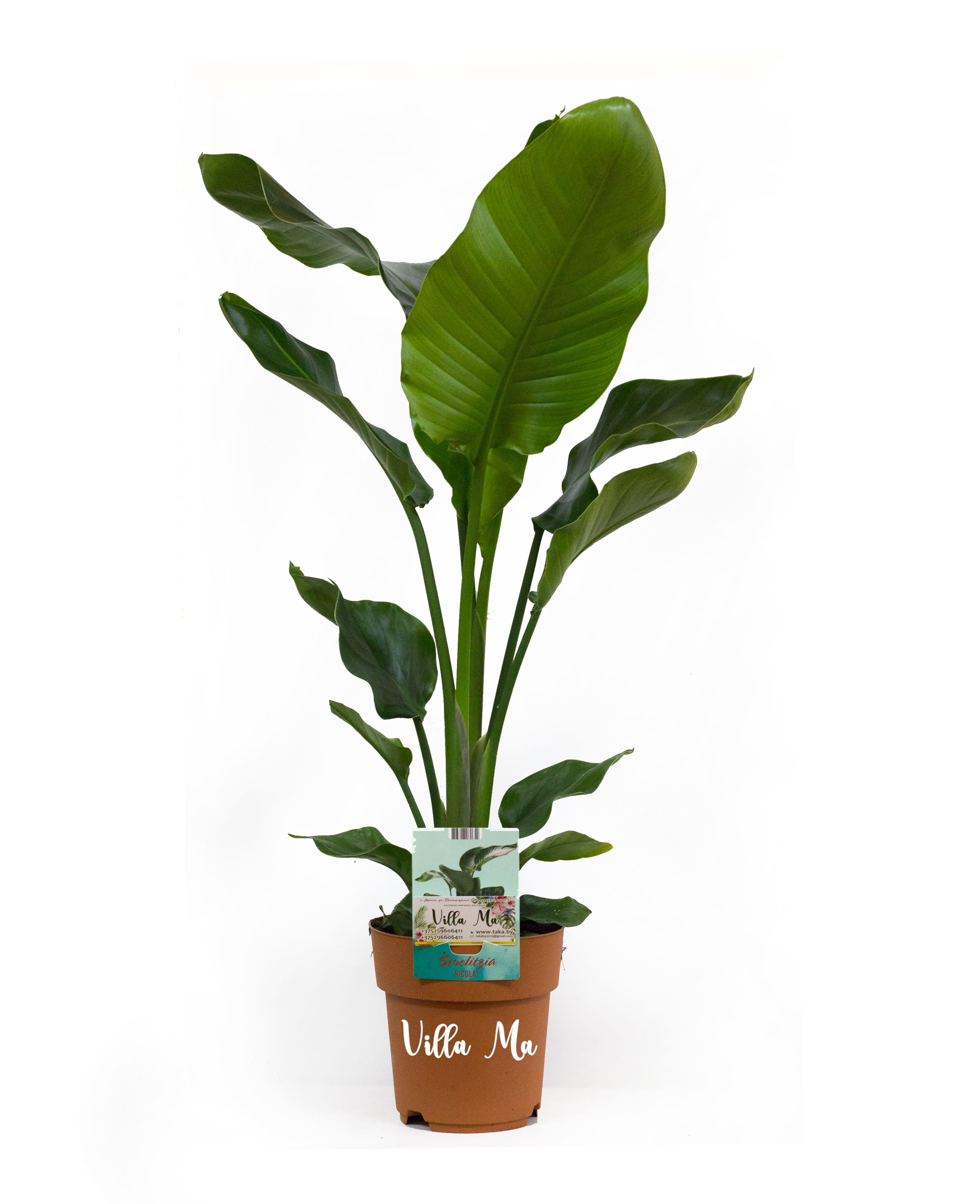 Стрелиция Николая Пальма