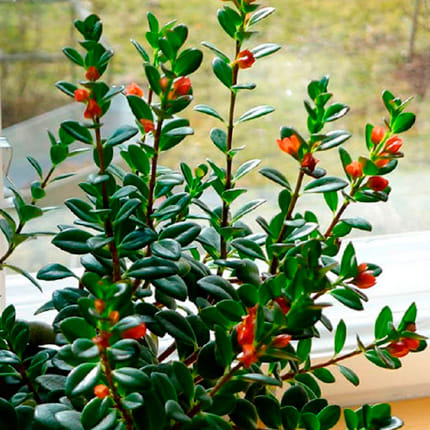 Нематантус красный