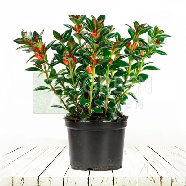 Нематантус красный