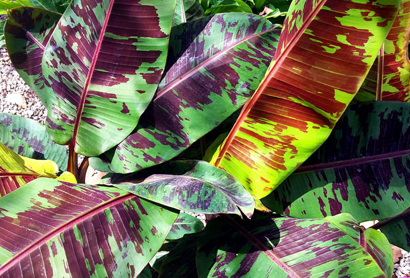 Кровавый банан