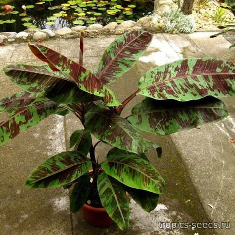 Кровавый банан